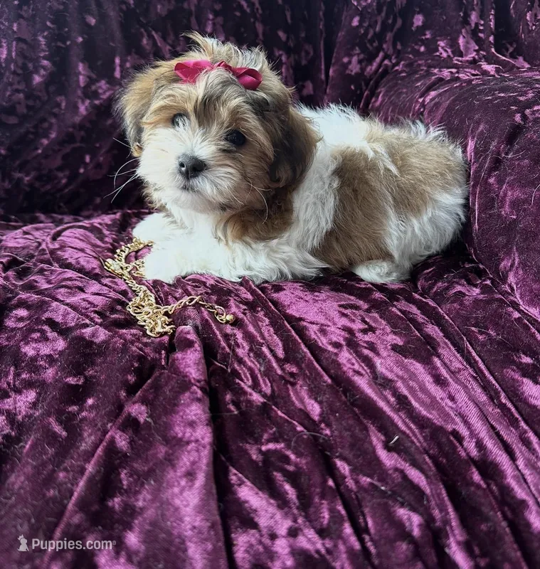 Rex – Shichon puppy for sale in Milwaukee, WI