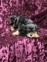 Akc Bella , a female Cavalier King Charles Spaniel for sale in Miami, FL – 2 of 7