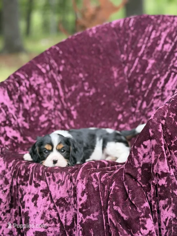 Akc lilly – Cavalier King Charles Spaniel puppy for sale in Miami, FL