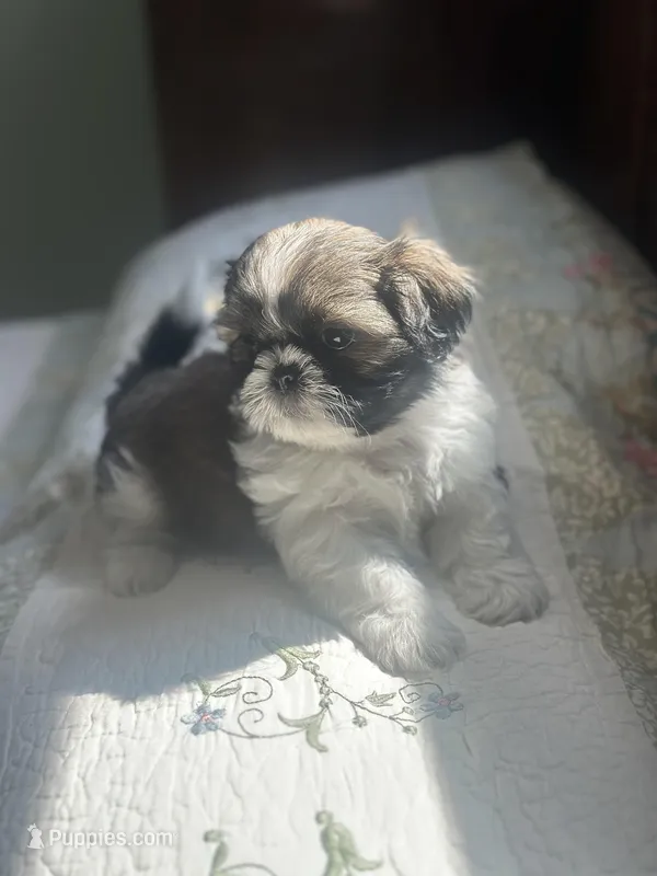 AKC kitty READY MOTHERS DAY – Shih Tzu puppy for sale in Manitowoc, WI