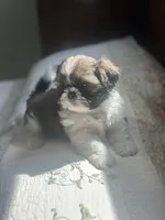 AKC kitty READY MOTHERS DAY, a female Shih Tzu for sale in Manitowoc, WI – 1 of 7