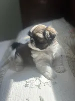 AKC kitty READY MOTHERS DAY, a female Shih Tzu for sale in Manitowoc, WI – 7 of 7