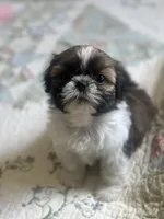 AKC kitty READY MOTHERS DAY, a female Shih Tzu for sale in Manitowoc, WI – 2 of 7