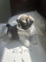 AKC kitty READY MOTHERS DAY, a female Shih Tzu for sale in Manitowoc, WI – 5 of 7