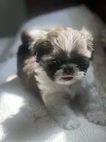 AKC kitty READY MOTHERS DAY, a female Shih Tzu for sale in Manitowoc, WI – 6 of 7