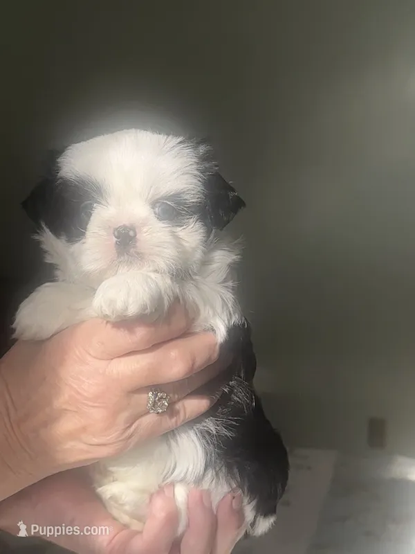 Lily blue eye – Shih Tzu puppy for sale in Green Bay, WI