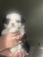 Lily blue eye, a female Shih Tzu for sale in Green Bay, WI – 1 of 8
