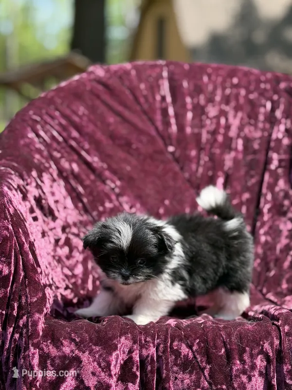 Kitty *toy size – Pomeranian, Shih Tzu puppy for sale in Miami, FL
