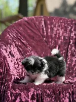 Kitty *toy size, a female Pomeranian and Shih Tzu for sale in Miami, FL – 1 of 6