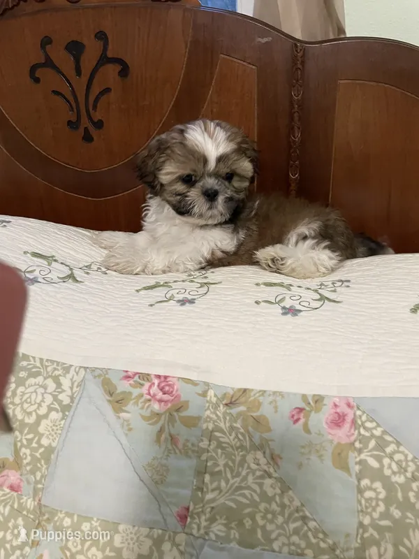 AKC benny Ready  – Shih Tzu puppy for sale in Green Bay, WI