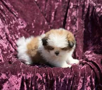 Queen * toy size, a female Pomeranian and Shih Tzu for sale in Miami, FL – 3 of 7