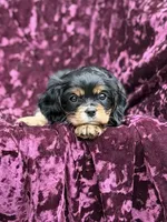 Akc Bella , a female Cavalier King Charles Spaniel for sale in Miami, FL – 3 of 7