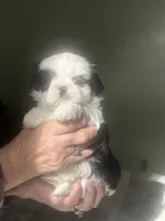 Lily blue eye, a female Shih Tzu for sale in Green Bay, WI – 3 of 8