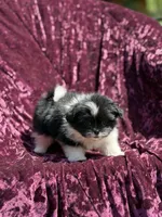 Kitty *toy size, a female Pomeranian and Shih Tzu for sale in Miami, FL – 2 of 6