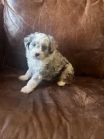 Silver *tiny, a male Miniature Aussiedoodle for sale in Milwaukee, WI – Photo 10 of 10