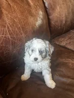 Silver *tiny, a male Miniature Aussiedoodle for sale in Milwaukee, WI – Photo 2 of 10