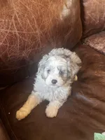 Silver *tiny, a male Miniature Aussiedoodle for sale in Milwaukee, WI – Photo 5 of 10