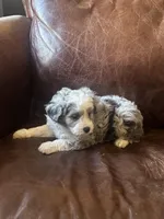 Silver *tiny, a male Miniature Aussiedoodle for sale in Milwaukee, WI – Photo 8 of 10