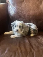 Silver *tiny, a male Miniature Aussiedoodle for sale in Milwaukee, WI – Photo 7 of 10