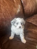 Silver *tiny, a male Miniature Aussiedoodle for sale in Milwaukee, WI – Photo 4 of 10