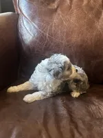 Silver *tiny, a male Miniature Aussiedoodle for sale in Milwaukee, WI – Photo 3 of 10