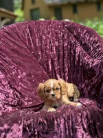 AKC RUBY, a female Cavalier King Charles Spaniel for sale in Miami, FL – 3 of 5