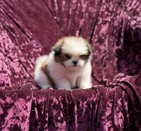Queen * toy size, a female Pomeranian and Shih Tzu for sale in Miami, FL – 6 of 7