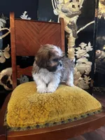 Freddy, a male Shih Tzu for sale in Milwaukee, WI – Photo 2 of 5