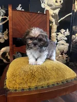 Freddy, a male Shih Tzu for sale in Milwaukee, WI – Photo 5 of 5