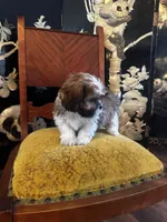 Freddy, a male Shih Tzu for sale in Milwaukee, WI – Photo 1 of 5