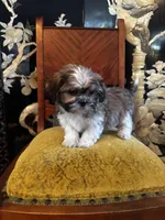 Freddy, a male Shih Tzu for sale in Milwaukee, WI – Photo 3 of 5