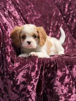Akc Steve , a male Cavalier King Charles Spaniel for sale in Miami, FL – 7 of 7