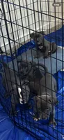 Sj, a male American Bully and American Pit Bull Terrier for sale in Leland, NC – 5 of 5
