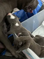 Cow flowers, a male American Bully and American Pit Bull Terrier for sale in Leland, NC – 4 of 6