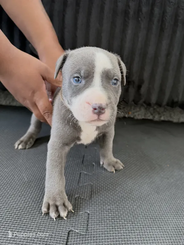 Cow flowers – American Bully, American Pit Bull Terrier puppy for sale in Leland, NC