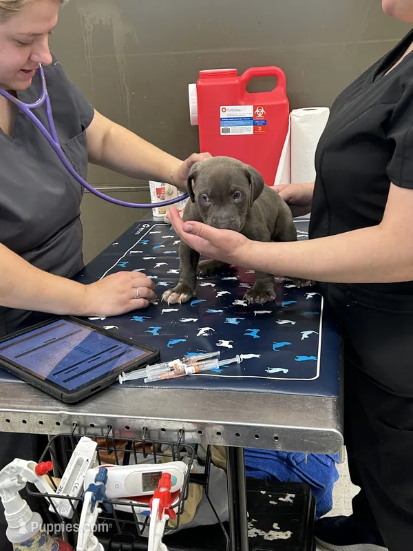 Sj – American Bully, American Pit Bull Terrier puppy for sale in Leland, NC