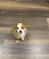 Prince, a male Jack Russell Terrier for sale in Dallas, TX – Photo 3 of 6