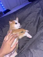 Prince, a male Jack Russell Terrier for sale in Dallas, TX – Photo 6 of 6