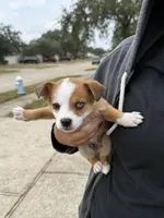 Prince, a male Jack Russell Terrier for sale in Dallas, TX – Photo 5 of 6