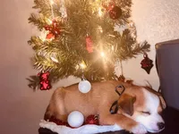 Prince, a male Jack Russell Terrier for sale in Dallas, TX – Photo 2 of 6