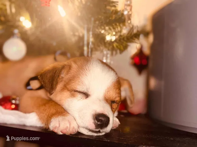 Prince, a male Jack Russell Terrier for sale in Dallas, TX – Photo 1 of 6