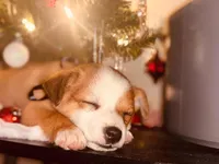 Prince, a male Jack Russell Terrier for sale in Dallas, TX – Photo 1 of 6