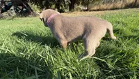 Silver Pink Girl, a female Labrador Retriever for sale in Kettle Falls, WA – 4 of 9