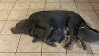 Silver collar charcoal girl, a female Labrador Retriever for sale in Kettle Falls, WA – 6 of 8