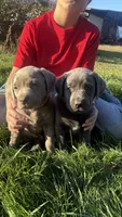 Green collar charcoal girl, a female Labrador Retriever for sale in Kettle Falls, WA – 6 of 10