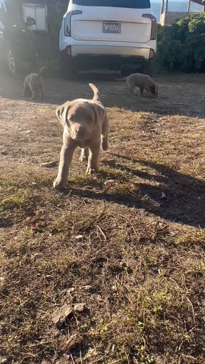Pink Collar Silver Girl, a female Labrador Retriever for sale in Kettle Falls, WA – 9 of 9