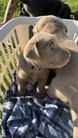 Silver blue boy, a male Labrador Retriever for sale in Kettle Falls, WA – 4 of 6