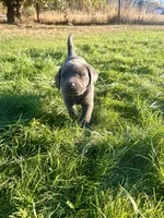 Green collar charcoal girl, a female Labrador Retriever for sale in Kettle Falls, WA – 10 of 10
