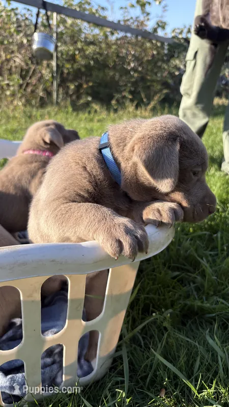 Silver blue boy – Labrador Retriever puppy for sale in Kettle Falls, WA
