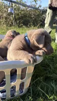Silver blue boy, a male Labrador Retriever for sale in Kettle Falls, WA – 1 of 6